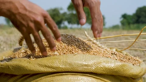 Ripe wheat grains texture. Harvesting and farming,pouring wheat grains by hand. Stock-Footage 246473705