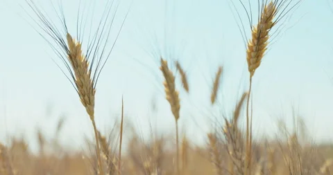 Ripe wheat head with long dark awns in sharp focus below a pale blue sky, 8K Stock Footage 339234318