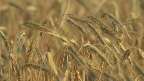 Ripe wheat heads move in a light wind in front of a softly focused golden Stock Footage 340240186