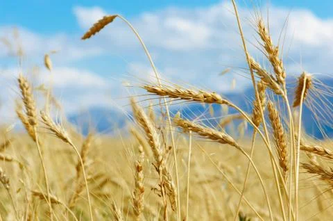 Ripe wheat Stock Photos