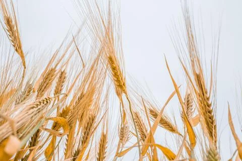 Ripe wheat Stockfoto's