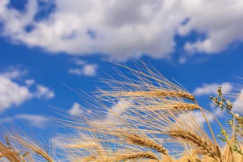 Ripe wheat 스톡 사진
