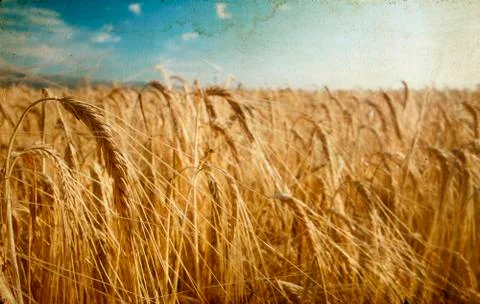 Ripe wheat Stock Photos