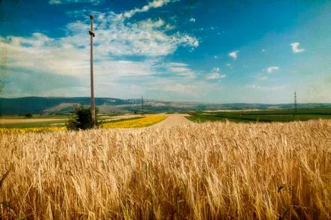 Ripe wheat Stock Photos