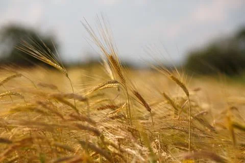 Ripe wheat Stock Photos