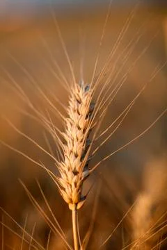 Ripe wheat Stock Photos
