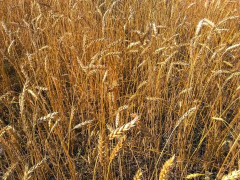 Ripe wheat Stock Photos