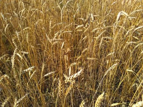 Ripe wheat Stock Photos