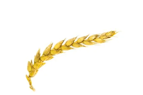 Ripe wheat Stock Photos