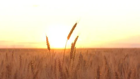 Ripe wheat in the rays of the sun at sunset. Grain embargo. Stock Photos