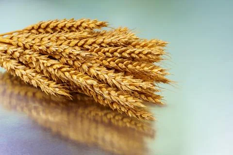 Ripe wheat on a silvery background with reflection and greenish background Stock Photos