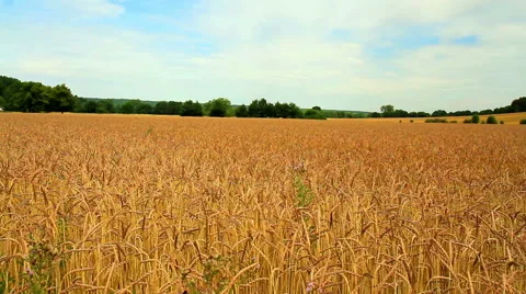 Ripe wheat (spelt). Stock Footage 52571575