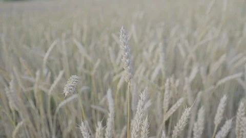 Ripe wheat spickelets swing in boundless field on sunny day Stock Footage 247792335