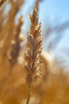 Ripe wheat spike Stock Photos