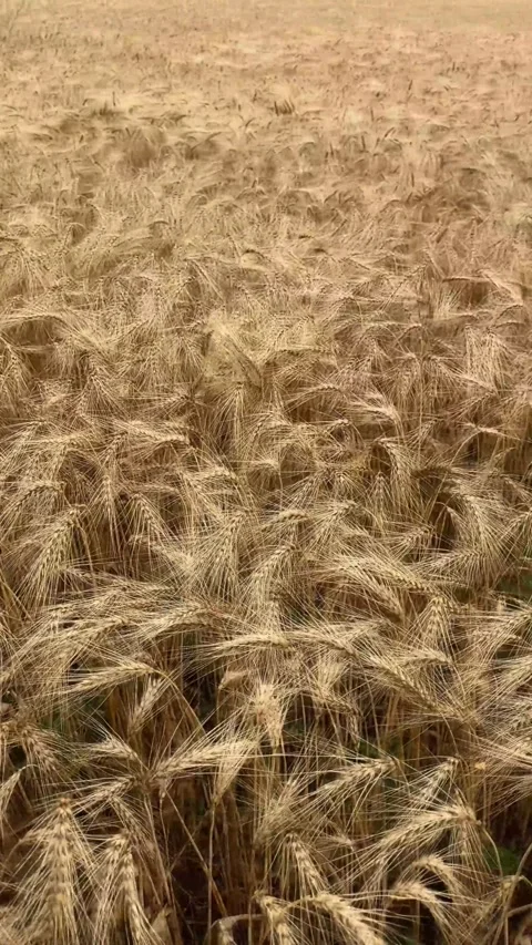 Ripe Wheat Spikelets Close Up View Stock-Footage 340340781