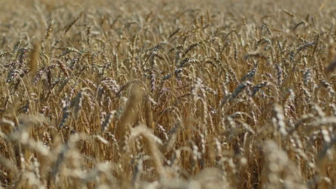 Ripe wheat spikes are blown to wind, agriculture, agro-industry Stock Footage 207503633