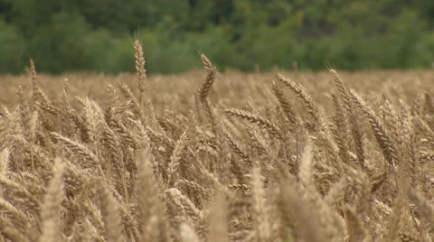 Ripe wheat in summer Stock-Footage 39660136