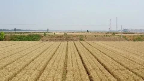 The ripe wheat in summer Video stock 197373533