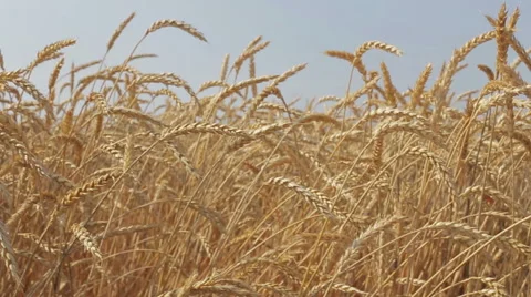 Ripe wheat at sunset Stock Footage 66864630