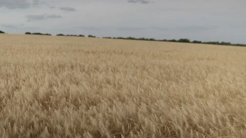 Ripe wheat swaying in the wind Stock Footage 137411684