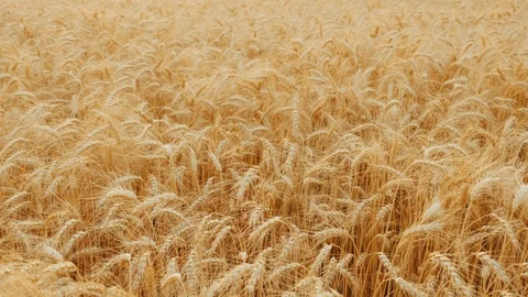 Ripe wheat sways in the wind, bread crop Stock Footage 117671641