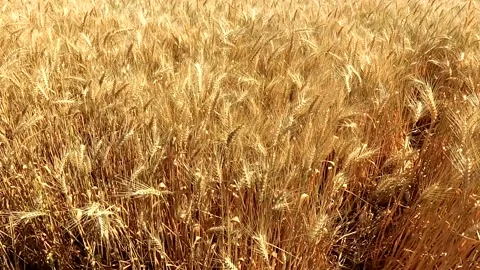 Ripe wheat. View from above Stock Footage 135265766