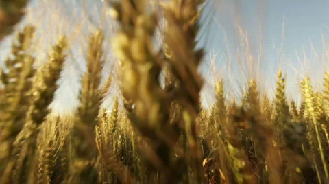 Ripe wheatfield Stock Footage
