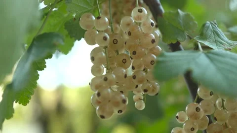 Ripe white currant on a bush branch in the garden in the summer season Stock-Footage 279812853
