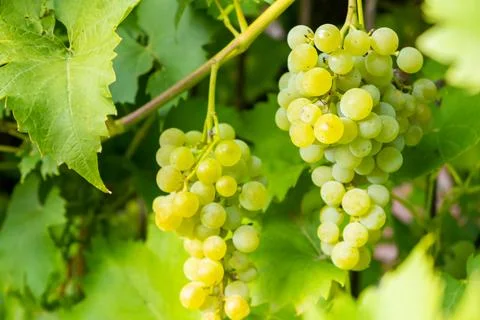 Ripe white grape bunches on a vineyard in summer. Good harvest for prosecco or Stock Photos