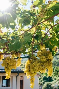 Ripe white grape cluster beneath leafy vineyard vines in bright sunlight ou.. 库存照片