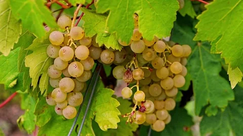 Ripe white grape cluster on vine surrounded by lush green foliage. Stock Footage 345503325