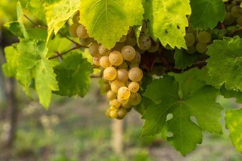 Ripe white grape cluster on vine surrounded by lush green foliage. Closeup vi Stock Photos