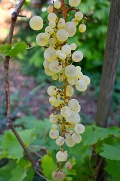 Ripe white grape cluster on a vine Stockfoto's