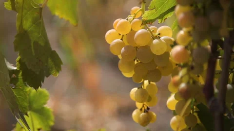 Ripe white grape in the vineyard, close-up Stock Footage 94523443