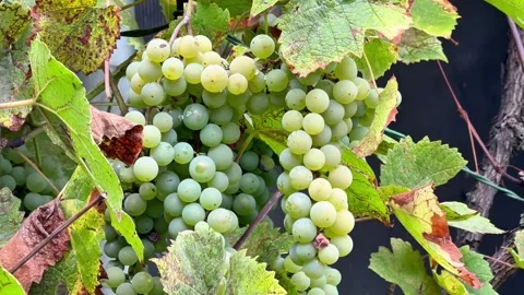 Ripe White Grapes on Grapevine with Gentle Camera Movement Stock Footage 345718905