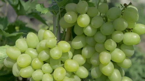 Ripe white grapes on vines tree in sunlight during wine harvest Stock Footage 312915923