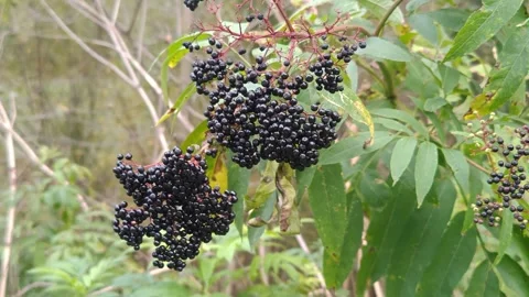 Ripe wild elderberries on a bush Stock Footage 317116772