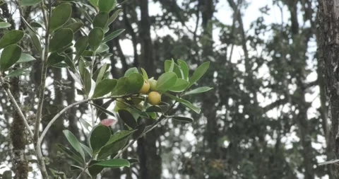 Ripe Wild Guava Fruit on the Branch Stock Footage 229049986