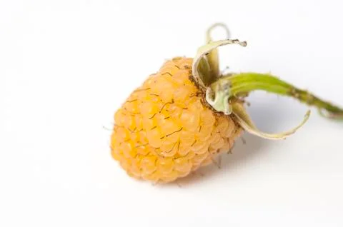Ripe wild yellow raspberry close up Stock Photos