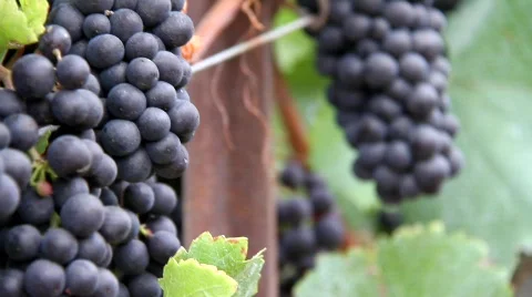 Ripe Wine Grape Vine Stock Footage 846205