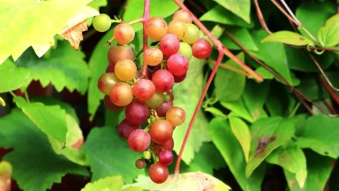 Ripe wine grapes in the evening sun, zoom in Stock Footage 231103492