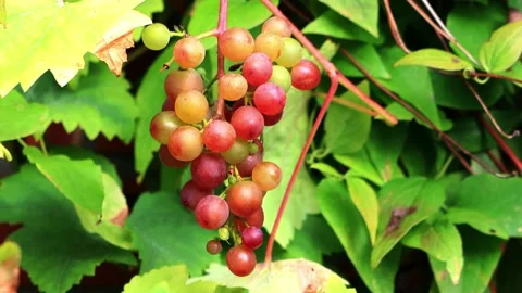 Ripe wine grapes in the evening sun, zoom in Stock Footage 241932138