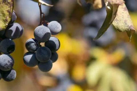 Ripe Wine Grapes Stock Photos