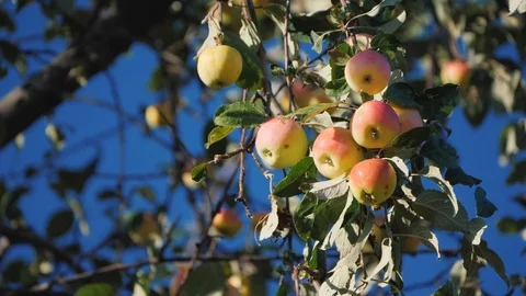 Ripe winter grade apples high on a branch of apple tree Stock Footage 119272322