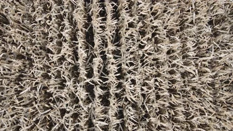 Ripe withered corn top view Stock Footage 164024374
