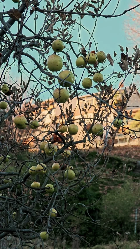 Ripe yellow apples hanging on bare autumn branches without foliage. Fruit tree Stock Footage 324972729