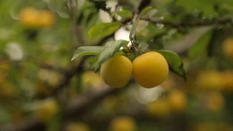 Ripe yellow berry on a branch Vidéo 77617243