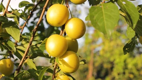 Ripe yellow cherry plum on a tree branch. Stock Footage 158635210