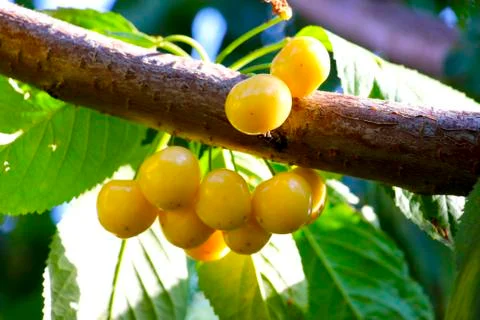 Ripe, yellow cherry on a tree Stockfoto's
