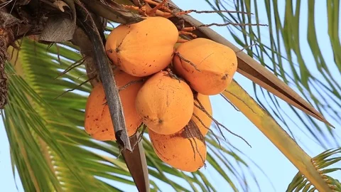 Ripe yellow coconuts hang on a palm tree. Island Mauritius Stock Footage